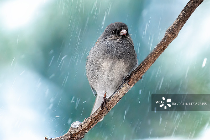 黑眼灯草雀图片素材