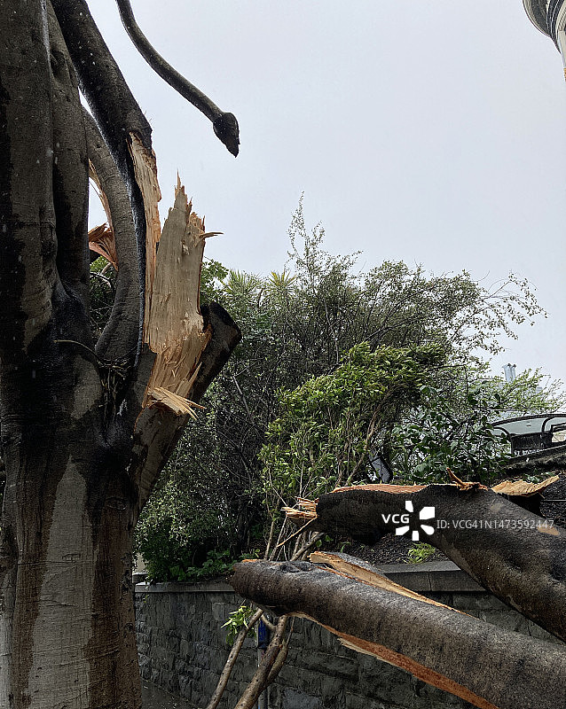 在加利福尼亚州旧金山，一场风暴中吹落的大树枝图片素材