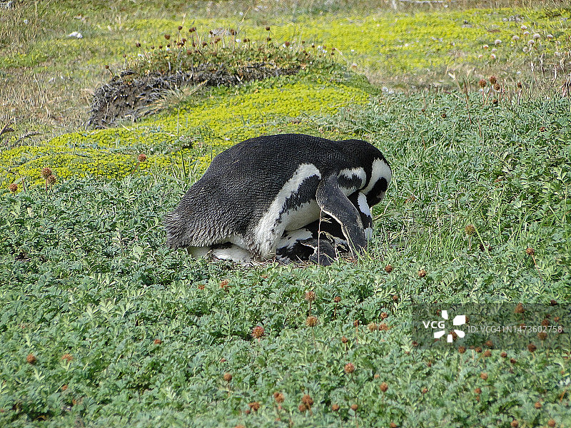 智利巴塔哥尼亚的野生动物图片素材