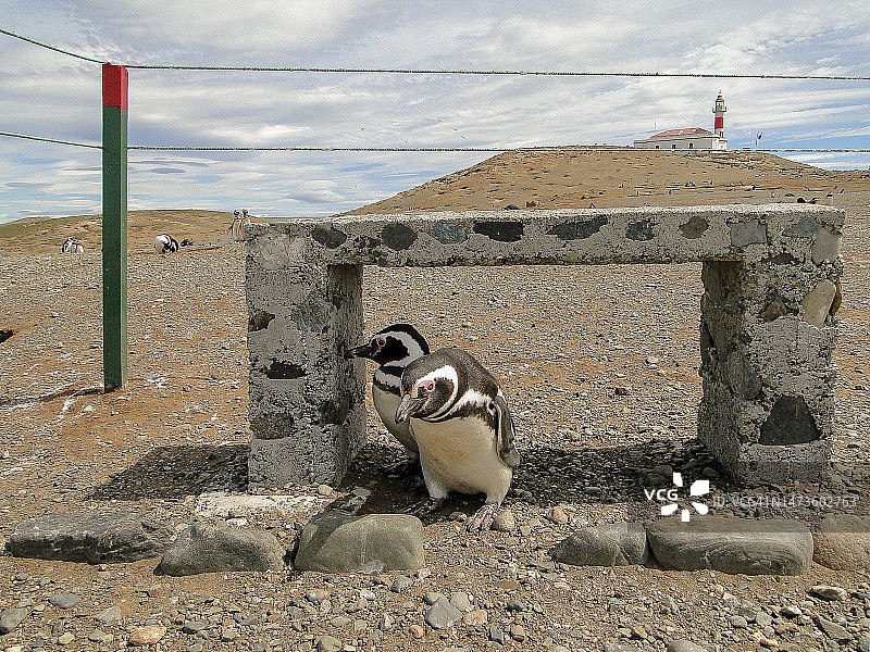 智利巴塔哥尼亚的野生动物图片素材