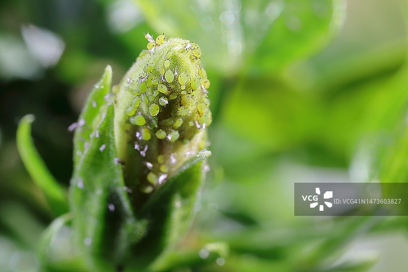 木槿花蕾上活跃且腹部饱满的蚜虫群图片素材