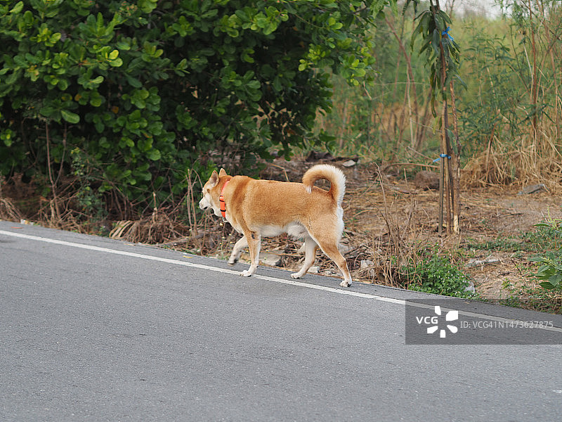 遛狗宠物动物图片素材
