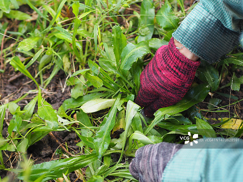 刺芫荽叶图片素材