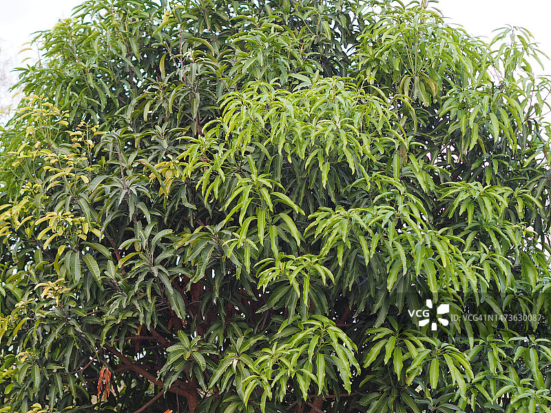 花园灌木树图片素材