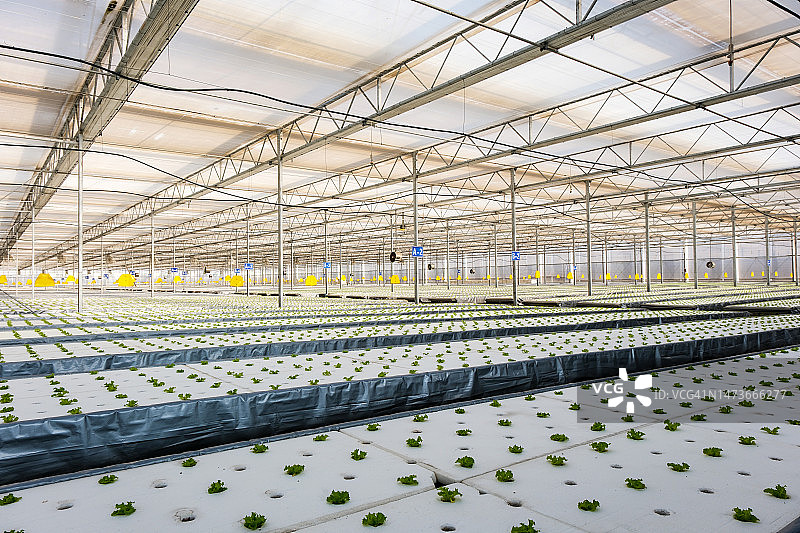 水培农场的生菜种植图片素材