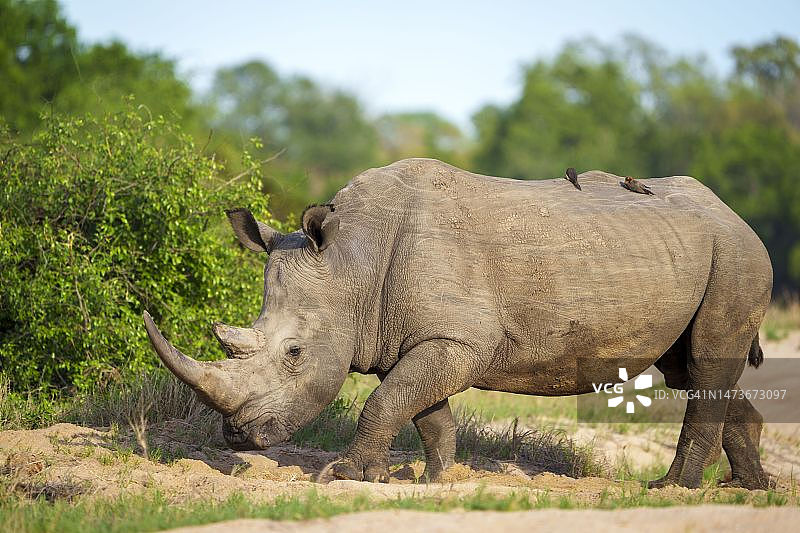 白犀牛和红嘴牛椋鸟，南非普马兰加图片素材