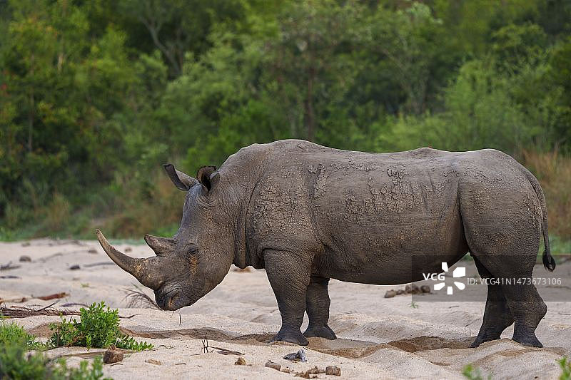 南非普马兰加省的白犀牛图片素材