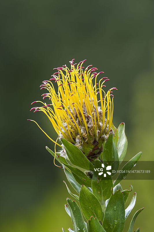 灰叶针垫花，大花风轮花，南非西开普省开普敦图片素材