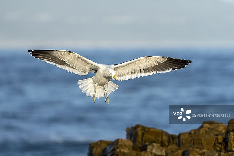 赫曼努斯海岸线上的海带与多米尼加海鸥图片素材