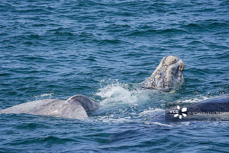 南非西开普省赫曼努斯海岸的露脊鲸：成年鲸鱼与白色小牛图片素材