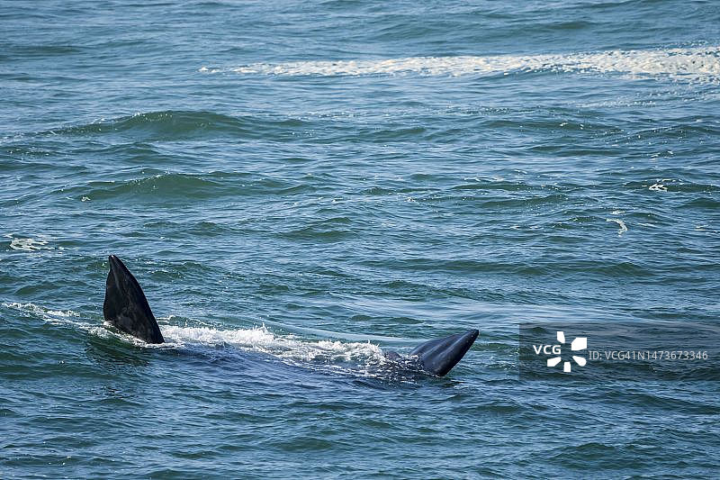 南露脊鲸胸鳍图片素材