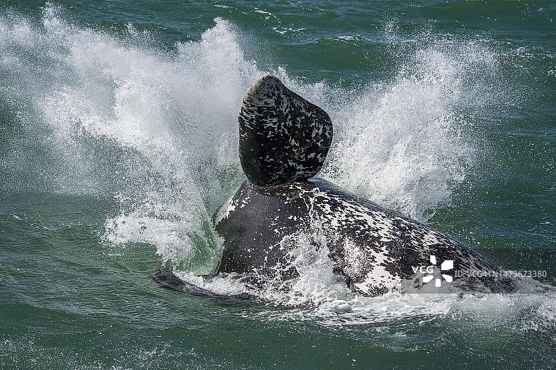 跃出水面的南方露脊鲸幼鲸图片素材