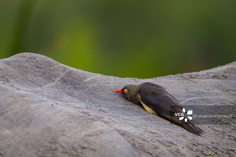 红嘴牛椋鸟栖息在白犀牛身上（南非普马兰加）图片素材