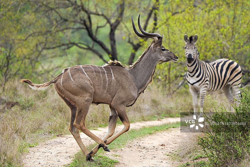 在南非草原上奔跑的大角羚和斑马图片素材