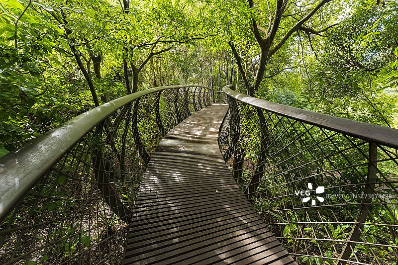 南非开普敦克斯腾伯斯国家植物园的树冠空中走道图片素材