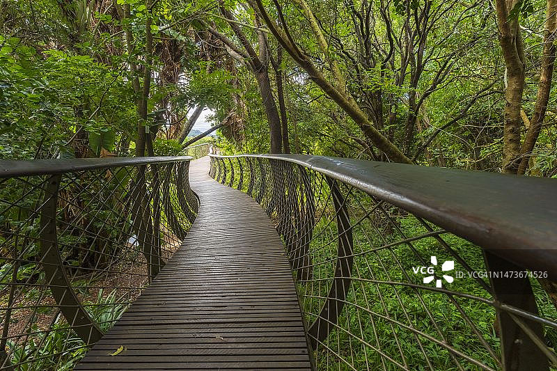 南非开普敦克斯腾伯斯国家植物园的树冠空中走道图片素材