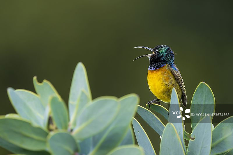 橙胸太阳鸟在南非西开普省贝蒂湾鲸鱼海岸图片素材