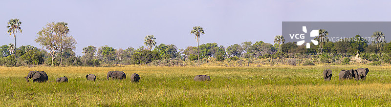 非洲丛林象在奥卡万戈三角洲湿地觅食图片素材