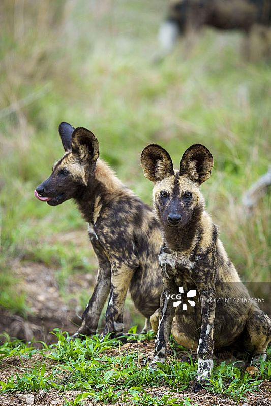 非洲野犬，非洲彩绘犬，彩绘狼或非洲猎犬，彩绘犬，南非普马兰加省图片素材