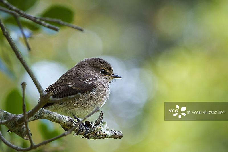 栖息在树枝上的非洲暗色鹟图片素材