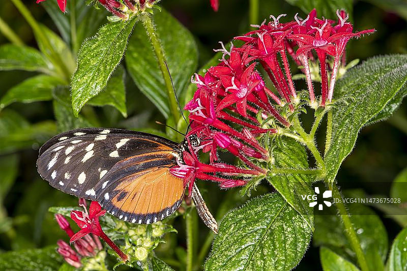 密歇根州麦基诺岛蝴蝶屋里的虎斑长翼蝶图片素材