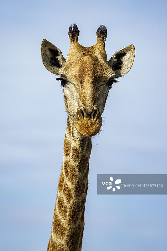 南非长颈鹿图片素材