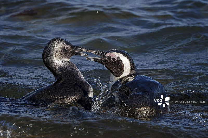 南非西开普省斯托尼角的非洲企鹅图片素材