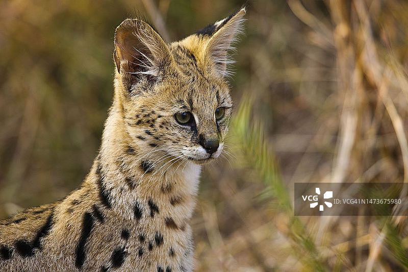 非洲薮猫，博茨瓦纳北部图利禁猎区图片素材