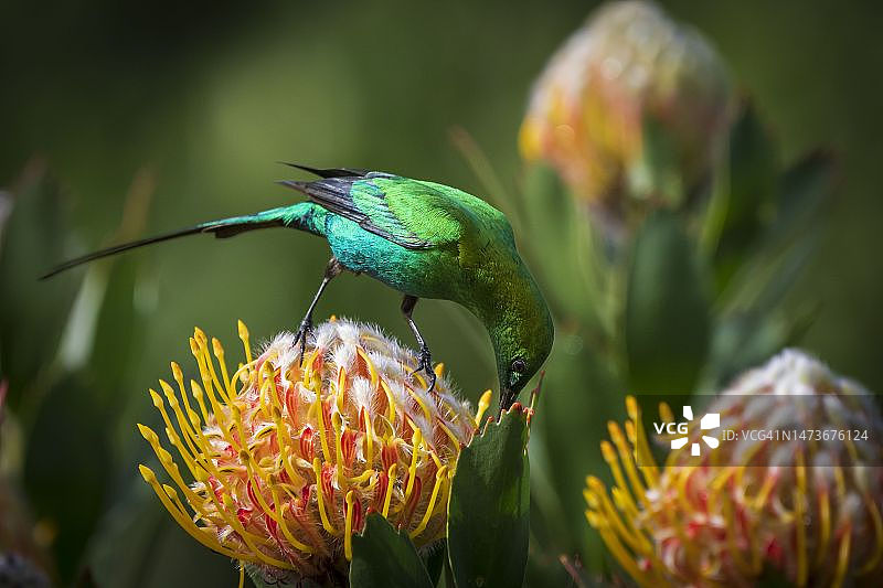 孔雀石太阳鸟在针垫花中吸食花蜜，位于南非开普敦克斯滕博斯国家植物园图片素材