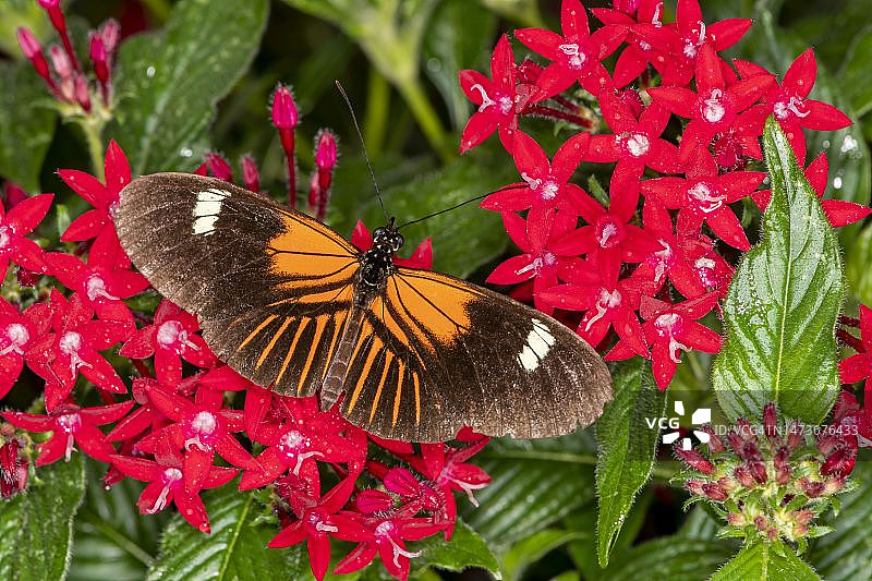 蝴蝶花园图片素材