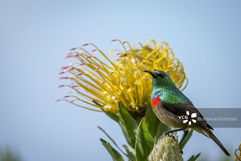 栖息在针垫花上的小双领太阳鸟图片素材