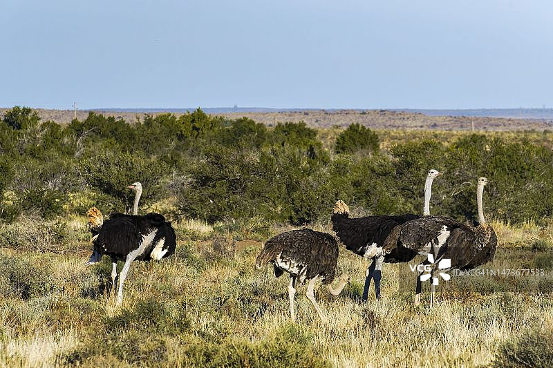典型的栖息地中的鸵鸟，喀拉鲁国家公园，南非西开普省博福特韦斯特图片素材