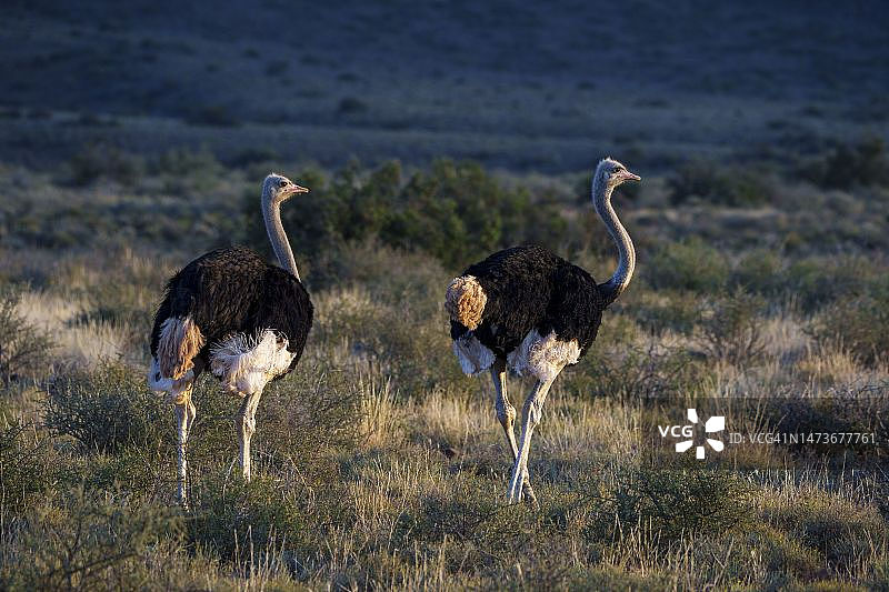 非洲鸵鸟，典型的雄性栖息地，位于南非西开普省博福特韦斯特卡鲁国家公园图片素材