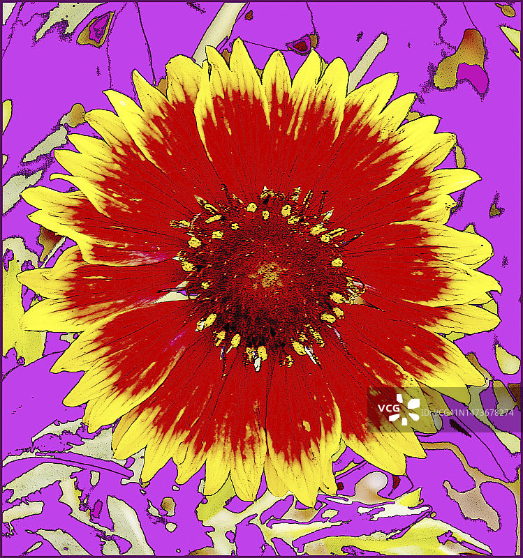 印度毛毯野花图片素材