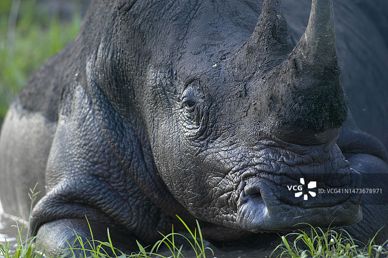 白色犀牛，非洲马拉马拉禁猎区图片素材