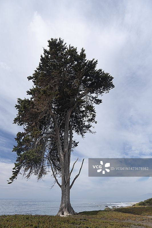 蒙特雷柏树图片素材