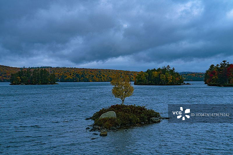 纽约长湖秋季岛屿上的孤树图片素材