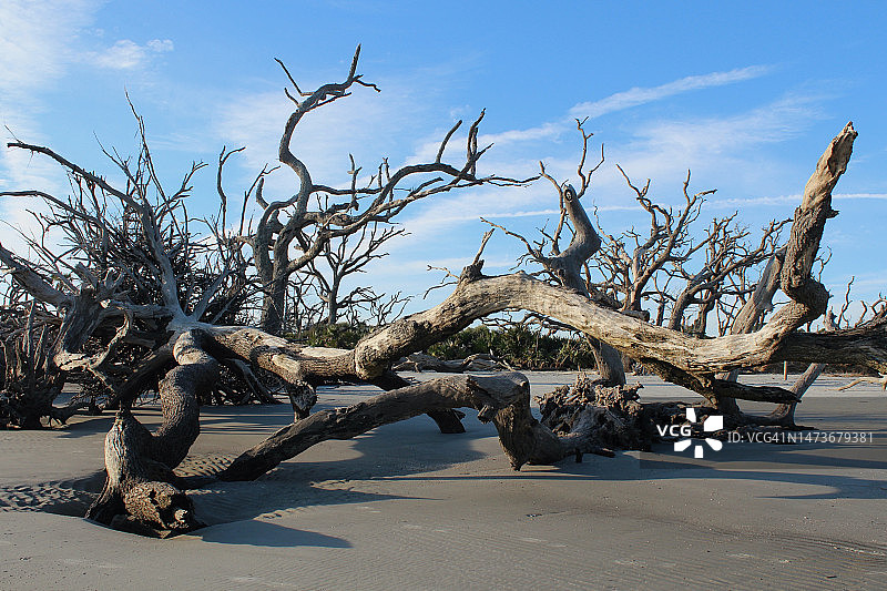 杰基尔岛漂流木海滩图片素材