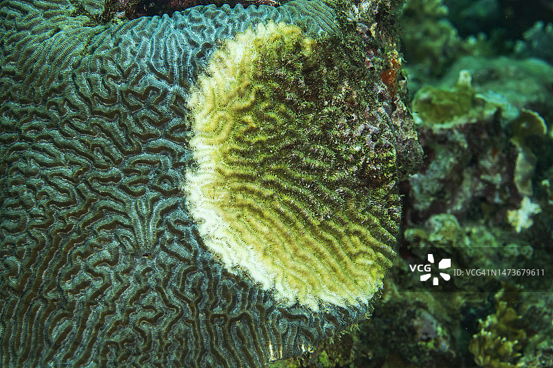 白色瘟疫疾病图片素材