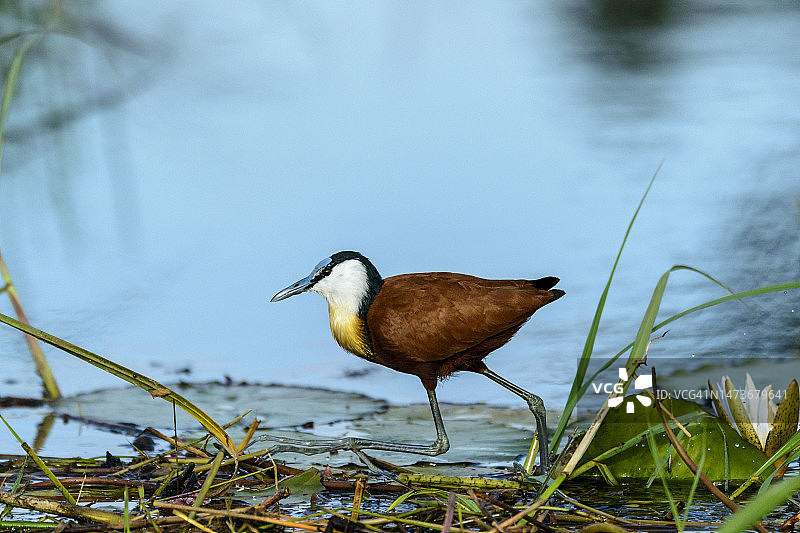 博茨瓦纳奥卡万戈三角洲的非洲水雉图片素材