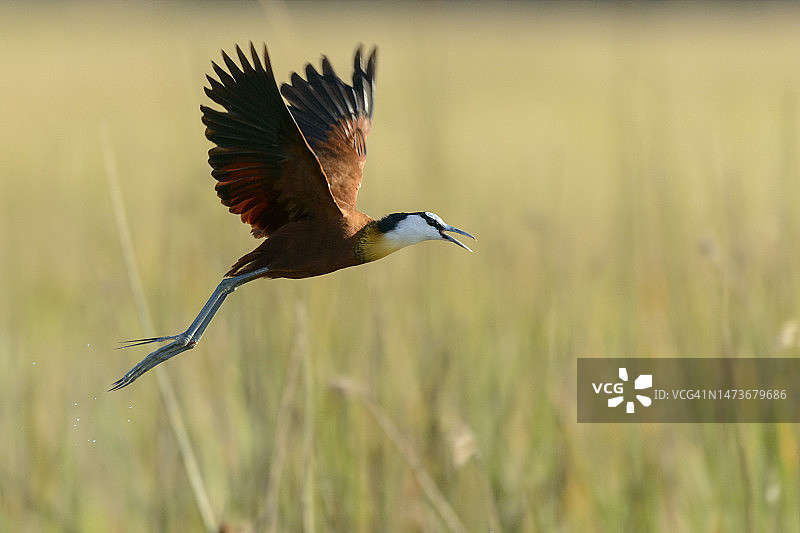 非洲水雉，非洲雉鴴，飞行，奥卡万戈三角洲，博茨瓦纳图片素材