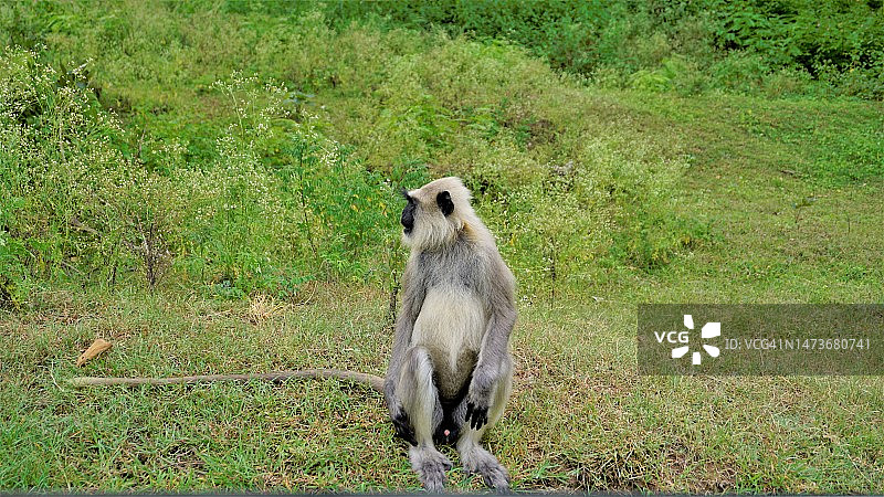 森林路边孤独的雄性灰叶猴，也称哈努曼猴或 Semnopithecus图片素材