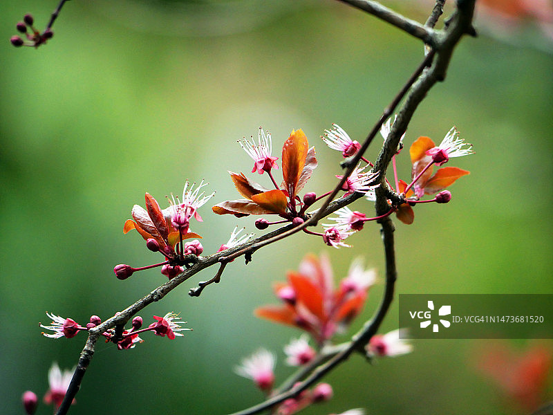 法国巴黎春天紫色李树花枝和花蕾特写图片素材