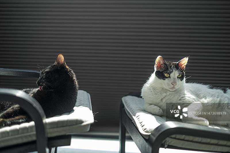 两只猫的肖像图片素材