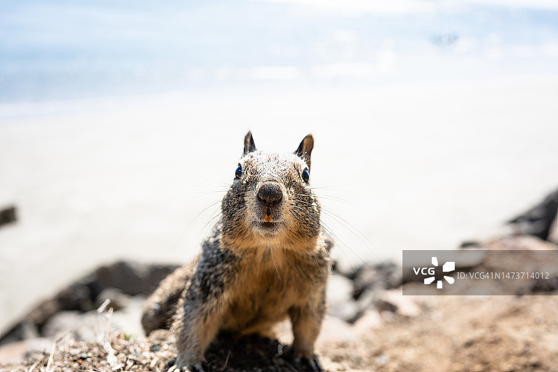 美国好奇的松鼠肖像图片素材