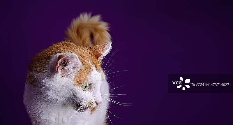 在紫色背景上张着嘴做鬼脸的可爱虎斑猫全景图像，德国图片素材