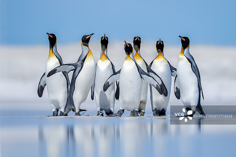 岩石上企鹅全景图片素材