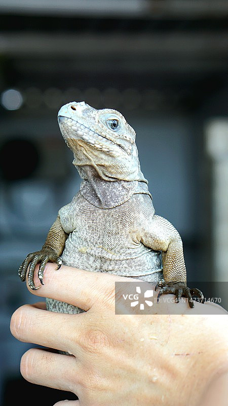手持鬣蜥的特写，印度尼西亚图片素材
