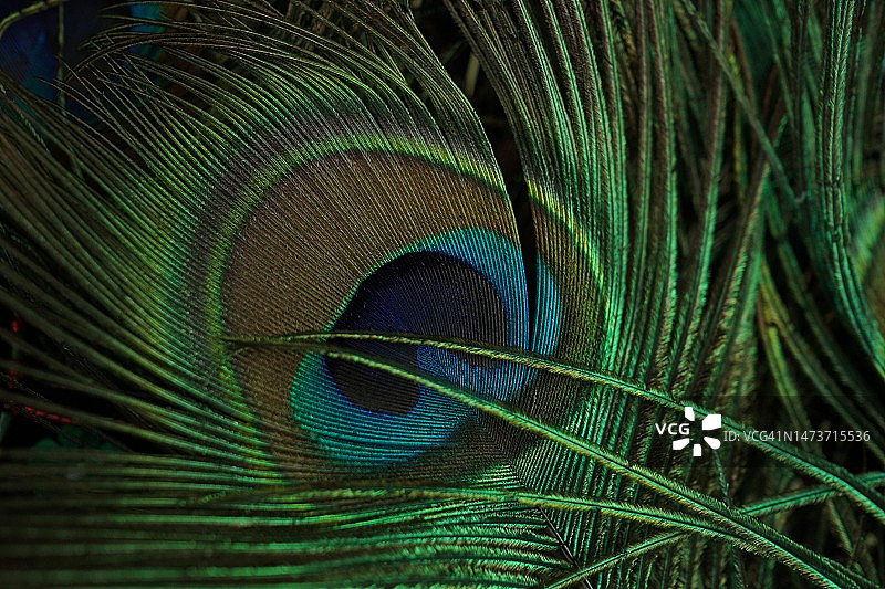 孔雀羽毛特写，印度尼西亚图片素材