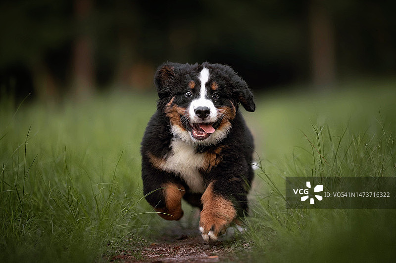 伯恩山犬和圣伯纳犬在荷兰上艾瑟尔省斯塔普霍斯特的田野上奔跑图片素材